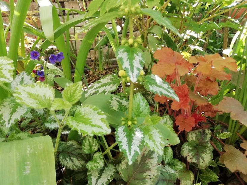  - Heuchera Heucherella si Hosta