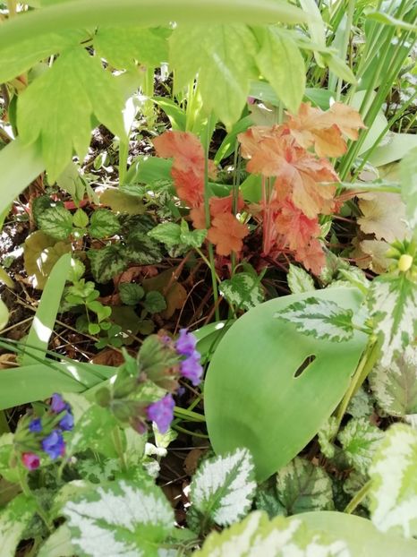  - Heuchera Heucherella si Hosta