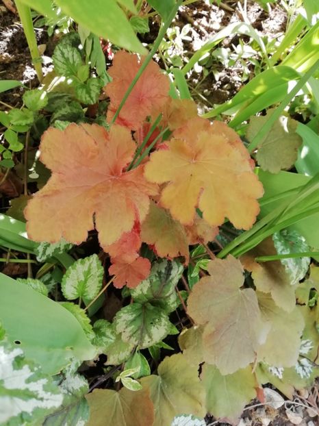  - Heuchera Heucherella si Hosta