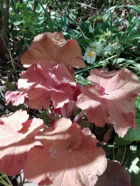  - Heuchera Heucherella si Hosta