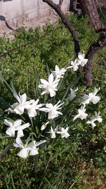 Thalia - Gradina primavara 2020