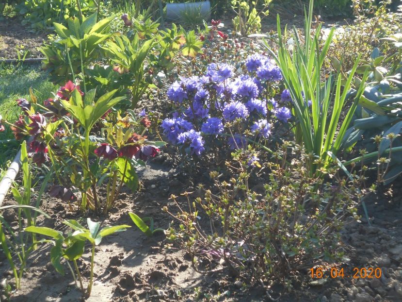  - 1Azalee-rhododendroni-heleborusi-hortensii-hoste 2020