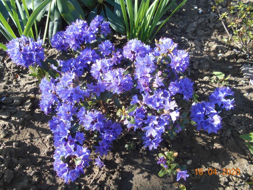  - 1Azalee-rhododendroni-heleborusi-hortensii-hoste 2020