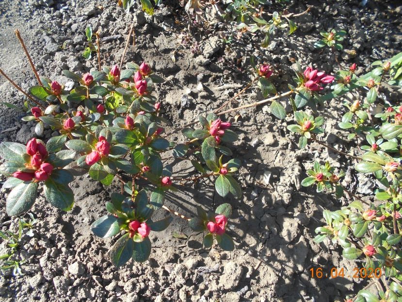  - 1Azalee-rhododendroni-heleborusi-hortensii-hoste 2020