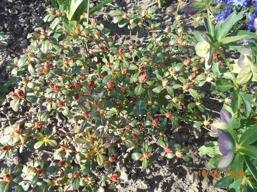  - 1Azalee-rhododendroni-heleborusi-hortensii-hoste 2020