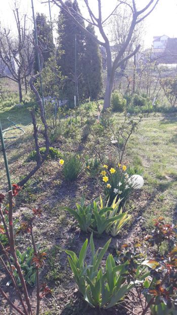  - Gradina primavara 2020