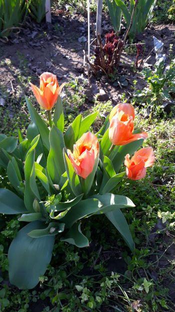 Orange Emperor - Gradina primavara 2020