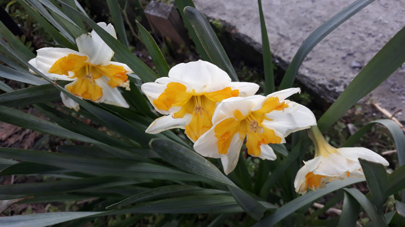 Tricollet - Gradina primavara 2020