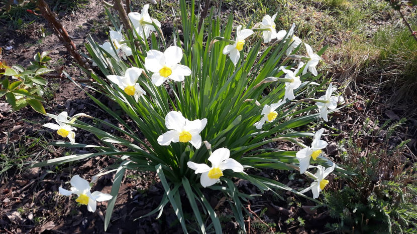 Poeticus - Gradina primavara 2020