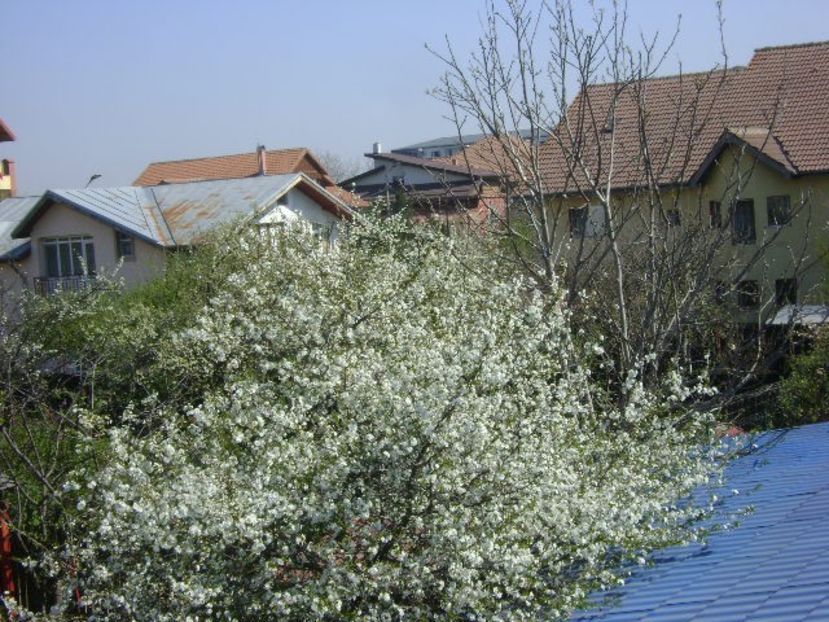 Primavara in cartier - Primavara 2020