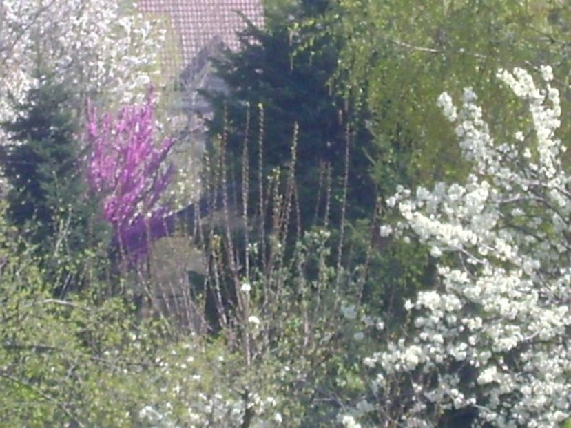 Primavara in cartier - Primavara 2020