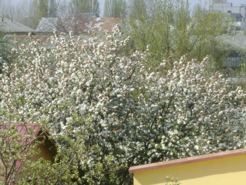 Primavara in cartier - Primavara 2020