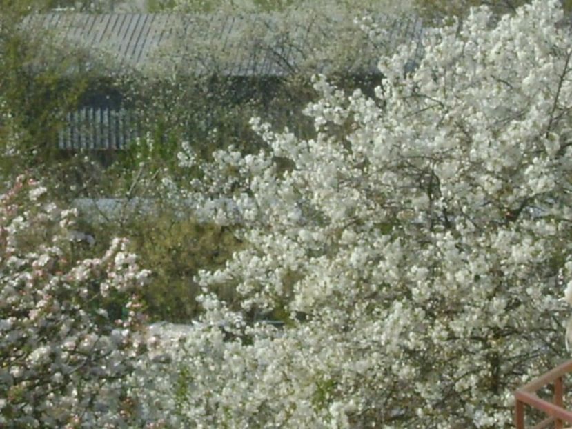 Primavara in cartier - Primavara 2020