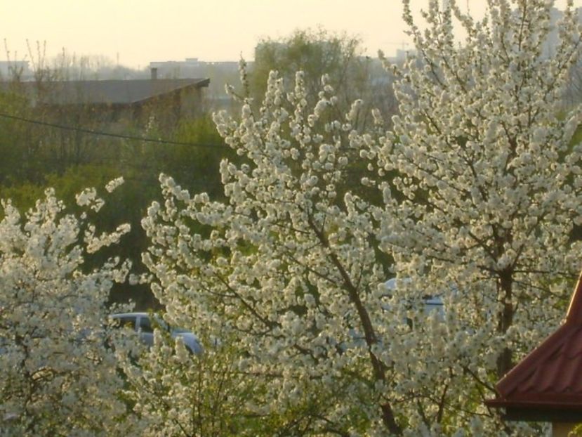 Primavara in cartier - Primavara 2020