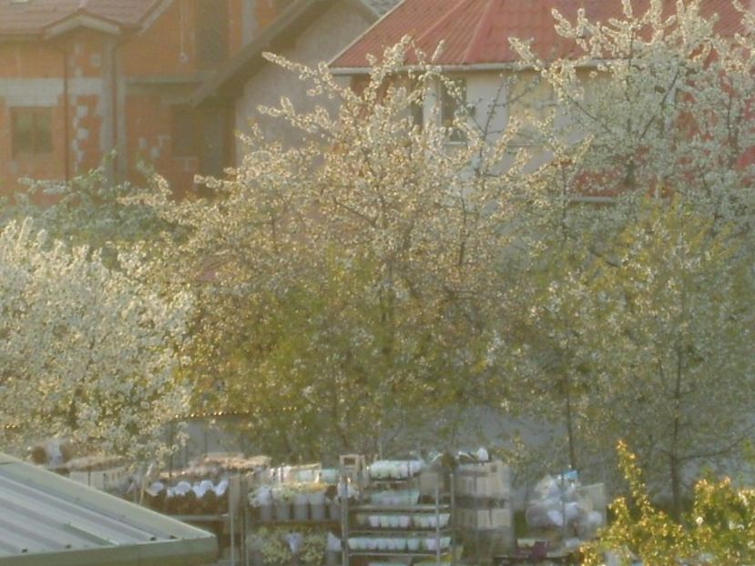 Primavara in cartier - Primavara 2020