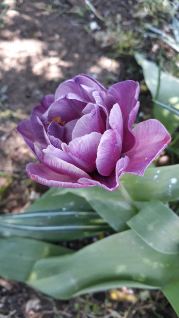 Blue Diamond - Gradina primavara 2020