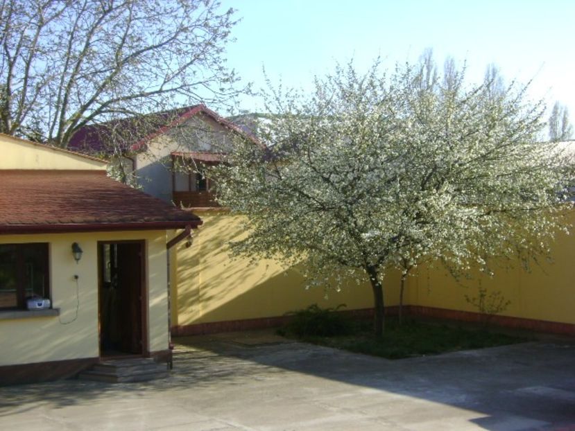 Primavara in curte - Primavara 2020