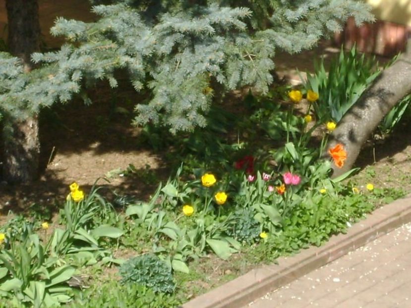 Primavara in curte - Primavara 2020