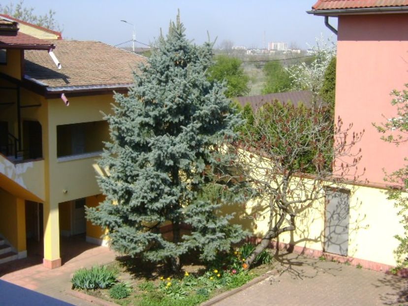 Primavara in curte - Primavara 2020