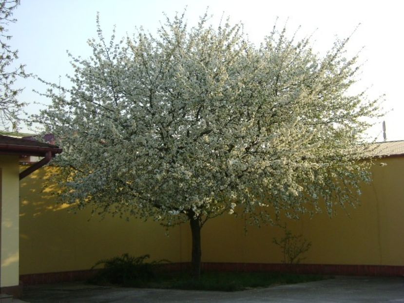 Primavara in curte - Primavara 2020