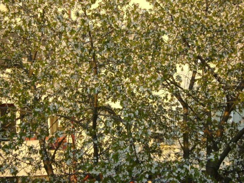 Primavara in curte - Primavara 2020