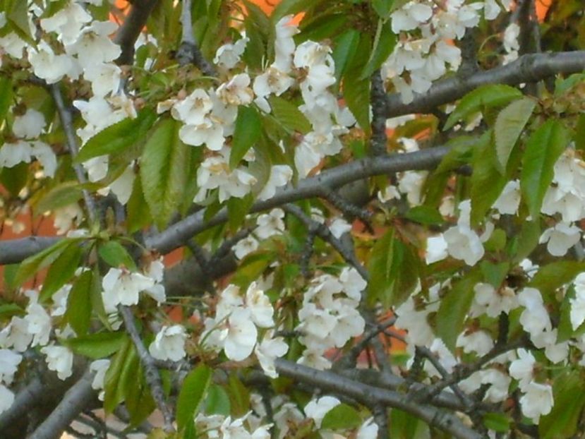 Meri - Primavara 2020