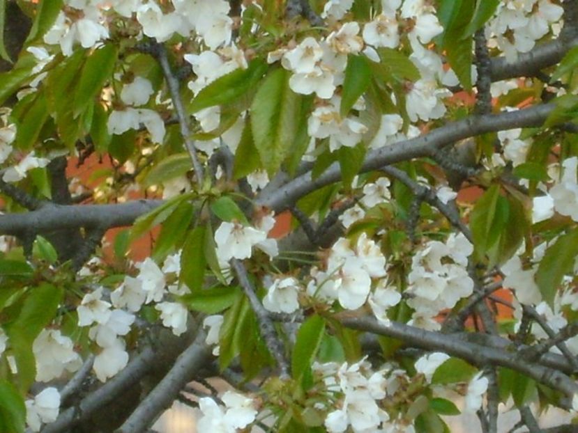 Meri - Primavara 2020