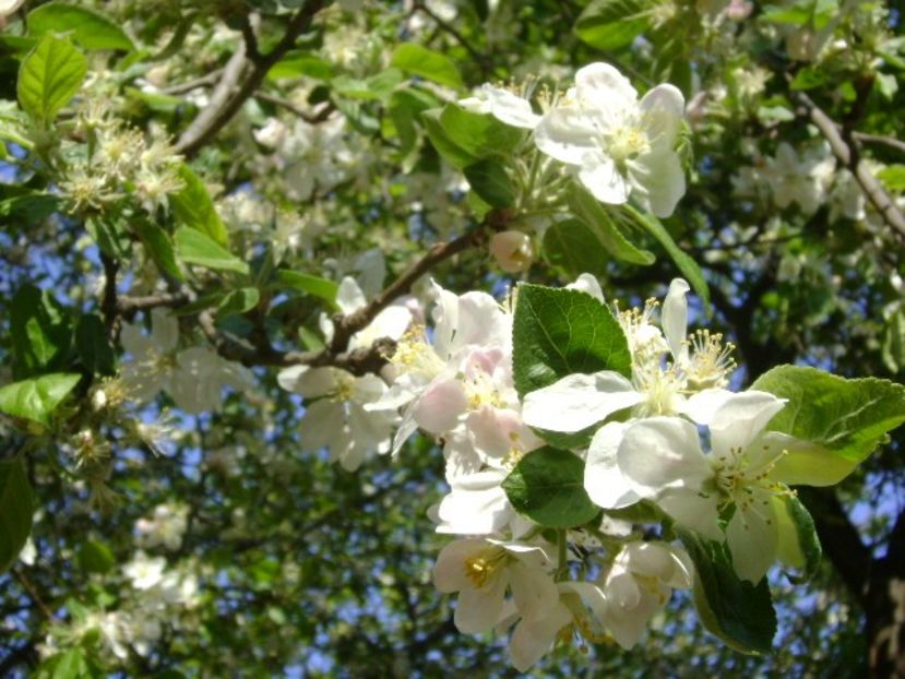 Meri - Primavara 2020