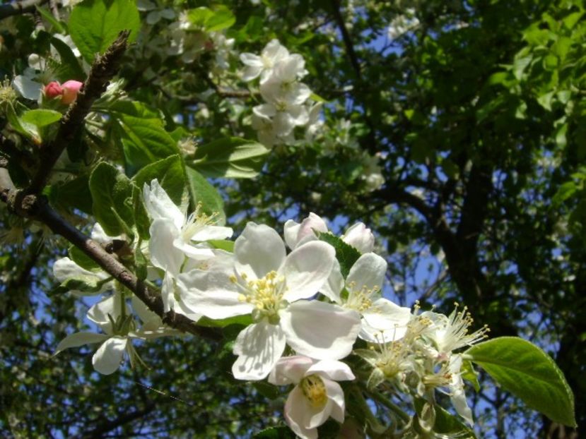 Meri - Primavara 2020