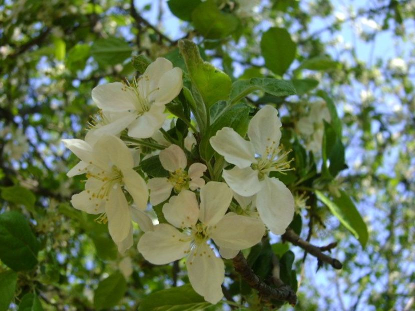 Meri - Primavara 2020