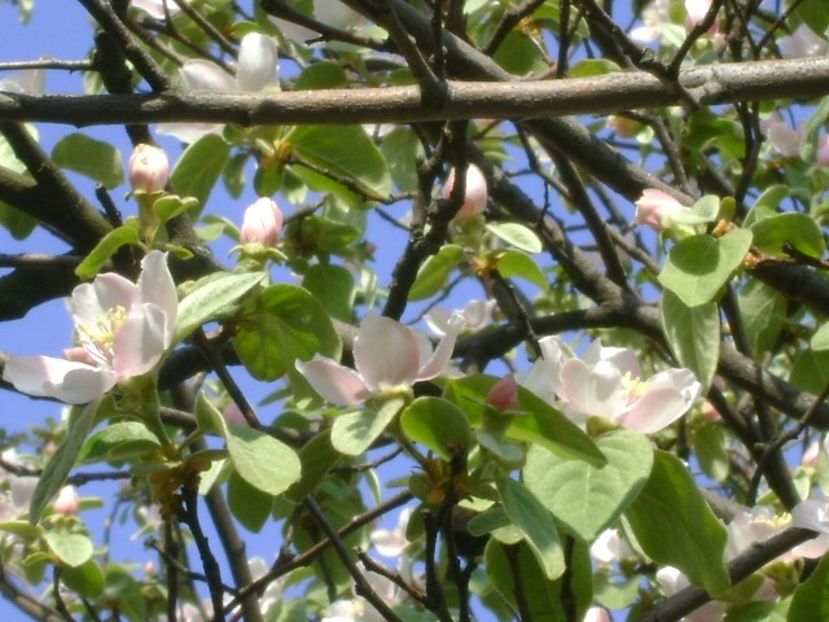 Meri - Primavara 2020