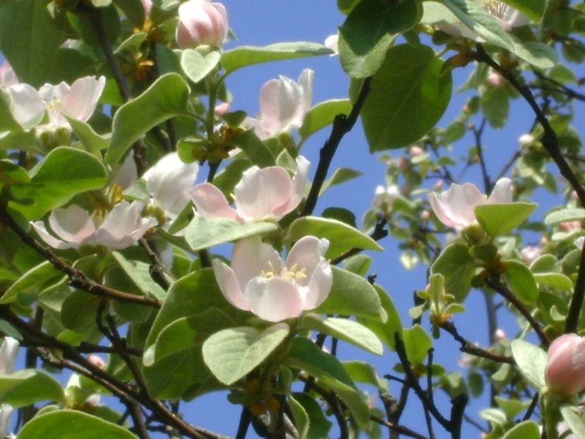 Meri - Primavara 2020