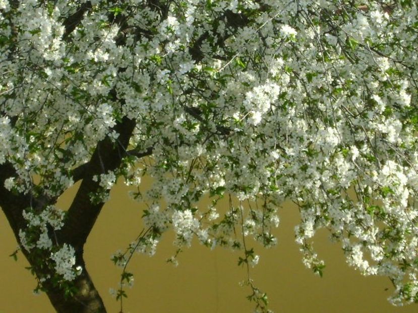 Visin - Primavara 2020