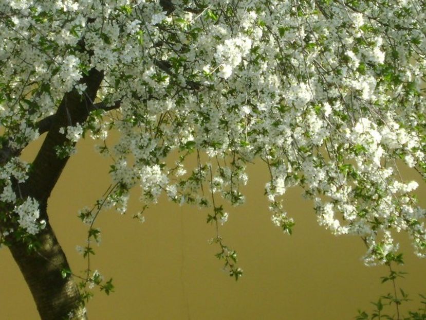 Visin - Primavara 2020