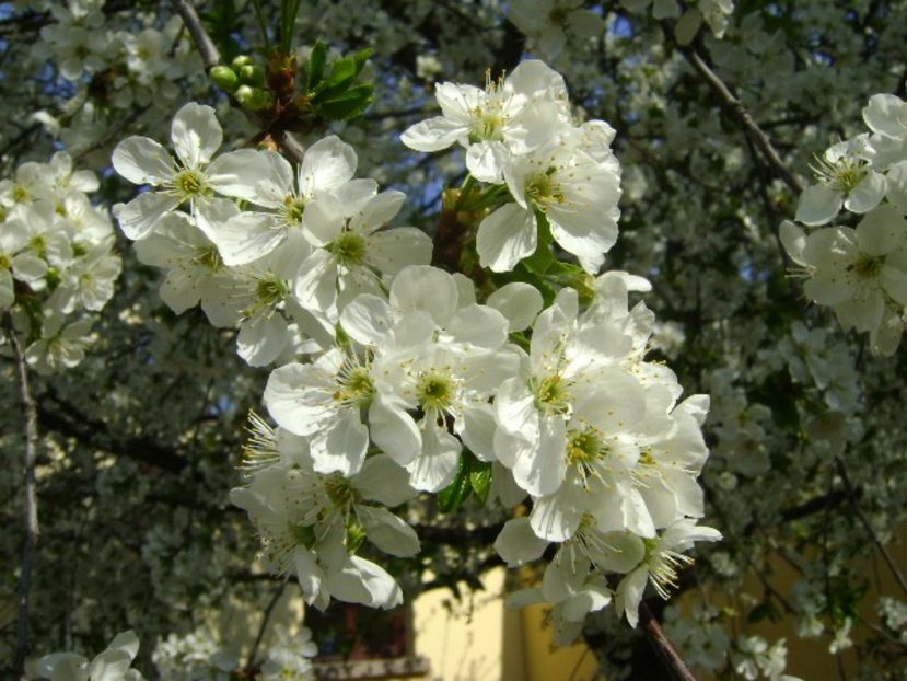 Visin - Primavara 2020