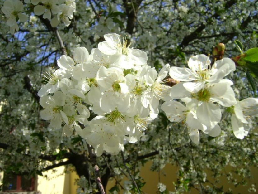 Visin - Primavara 2020