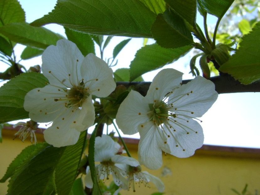 Cires - Primavara 2020