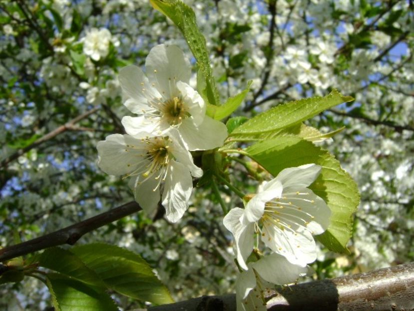 Cires - Primavara 2020