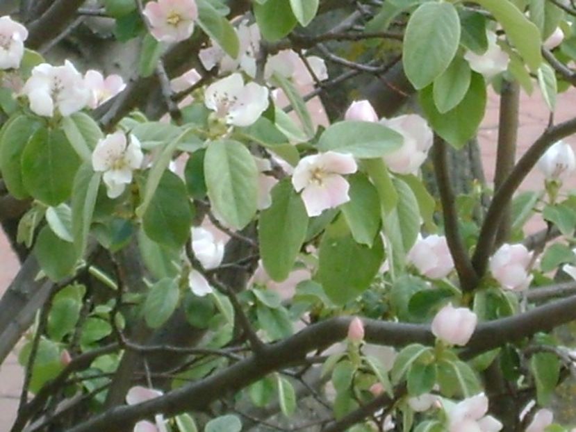 Gutui - Primavara 2020