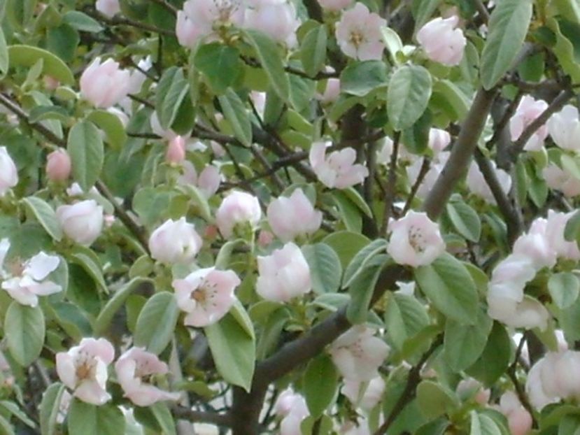 Gutui - Primavara 2020