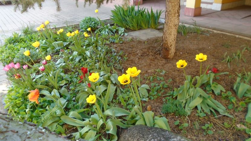 Lalele - Primavara 2020