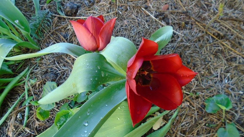 Lalele - Primavara 2020