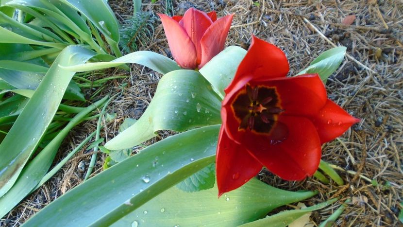 Lalele - Primavara 2020