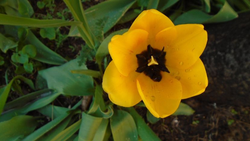 Lalele - Primavara 2020