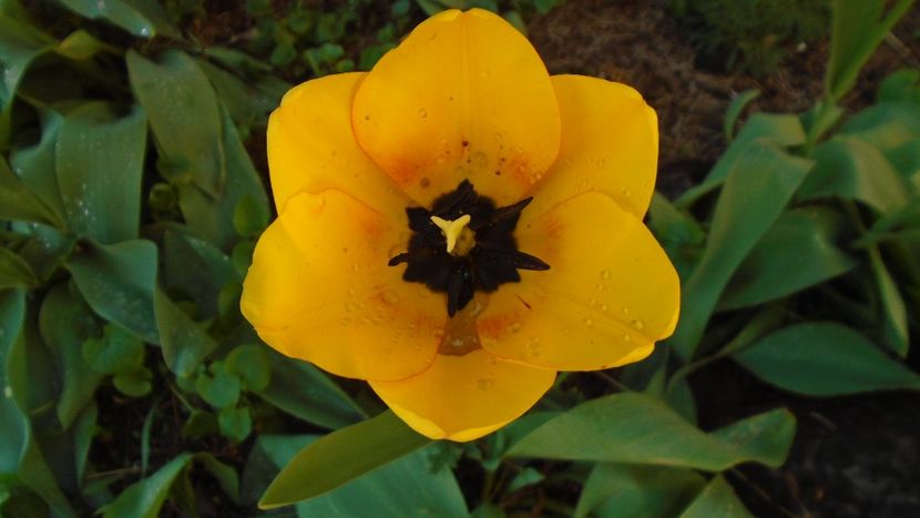 Lalele - Primavara 2020