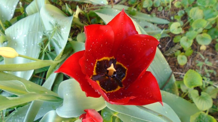 Lalele - Primavara 2020