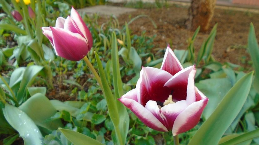 Lalele - Primavara 2020