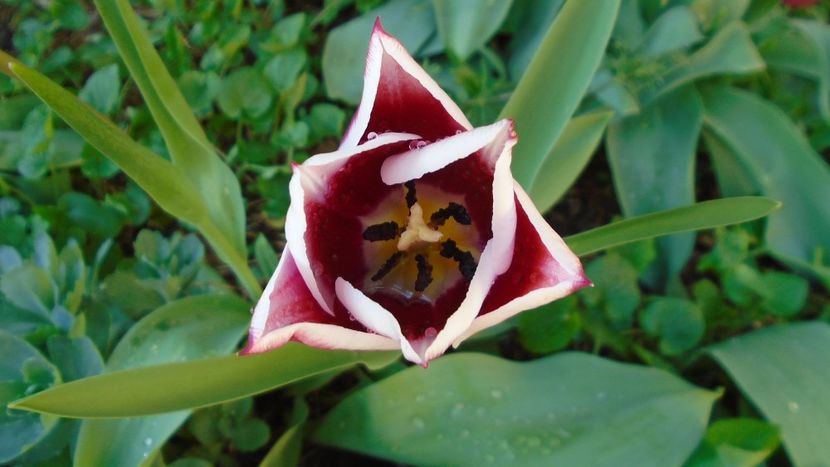 Lalele - Primavara 2020