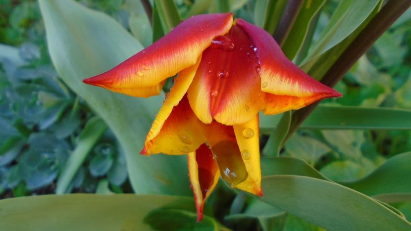 Lalele - Primavara 2020