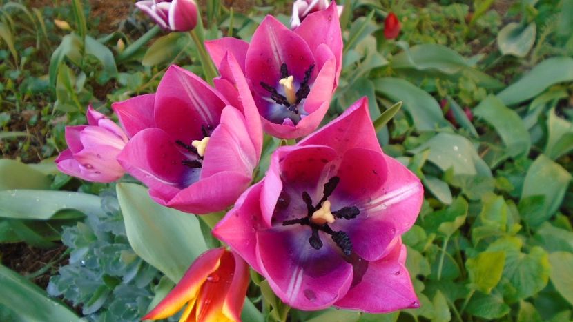 Lalele - Primavara 2020